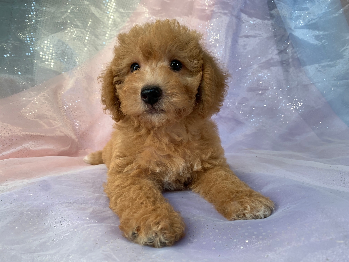 Female F1b Schnoodle Puppy for Sale, DOB 6-28-2022, $1200